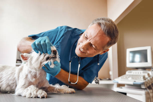 Best Broken or Chipped Tooth Repair in Ridgefield, WA